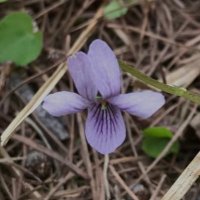 Wild Tiny Violet (@wildtinyviolet) 's Twitter Profile
