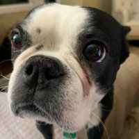 Lola_Andes❤️#GrumpyDog (@grumpydoglola) 's Twitter Profile