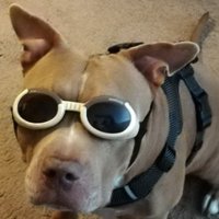 Pauls_Razor (@paulsrazor) 's Twitter Profile