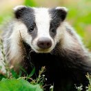 Fra_ncesco__'s profile picture. Badger who draws