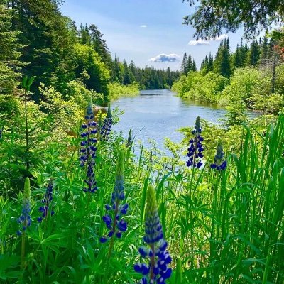 LynnCarter70515's profile picture. 