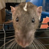 Sage (@sages233) 's Twitter Profile Photo