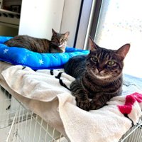 素敵な猫 (@user64256) 's Twitter Profile