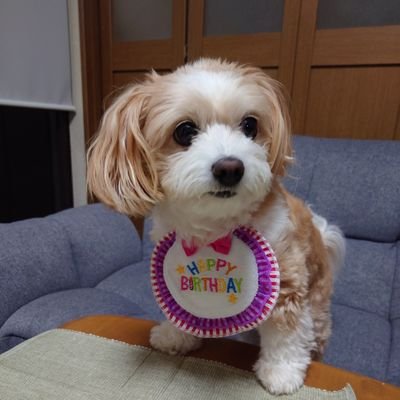 チワプーのきなこです(🎂2017.08.04🎂 女の子🌻) 🏡三重 食べる事好き🍜 お酒好き🍻 きなこが好き過ぎてたまらん🐾 色んな人と仲良くなりたいなぁ〜よろしくです✨✨