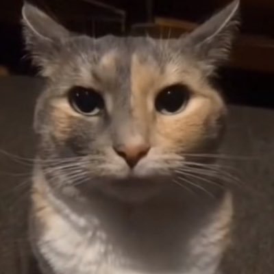 niveron228's profile picture. 