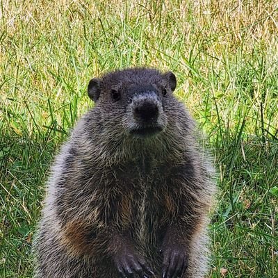 GaltsGulch2024's profile picture. 