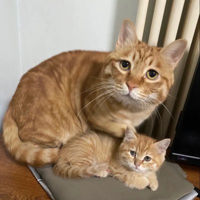 tvteplat's profile picture. 