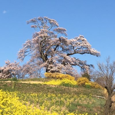 万葉桜 (@manyoh_sakura) / X