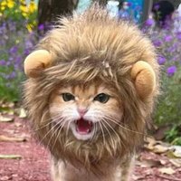 Рикнатиот ! (@vegetaboy8) 's Twitter Profile Photo
