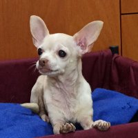 Ana María D. (@anamadileo) 's Twitter Profile