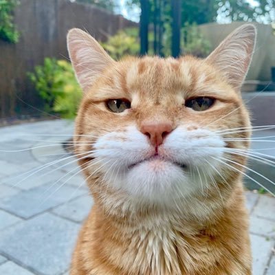 jknhismm's profile picture. 🐯🐱🐰