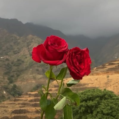 mohd_alghathi's profile picture. 