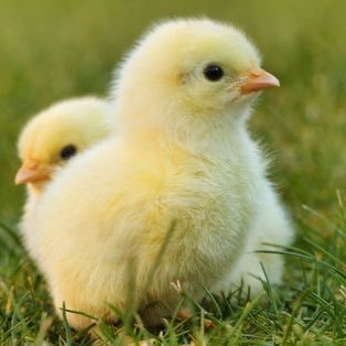 piyopiyornch's profile picture. 美容、健康