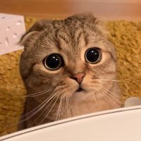 lmanoy 🌏☀🐳🦭 (@littemanoy) 's Twitter Profile