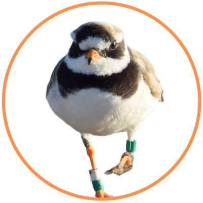 @birdsatbeaches