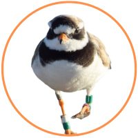 Species Recovery Program for Beach-Nesting Birds (@birdsatbeaches) 's Twitter Profile Photo Species Recovery Program for Beach-Nesting Birds (@birdsatbeaches) 's Twitter Profile Photo