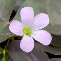 ねねこ (@nenekonekocat) Twitter profile photo