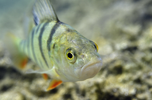 Pictures of European freshwater fish taken in the wild
http://t.co/e5Pr5ZMJe5