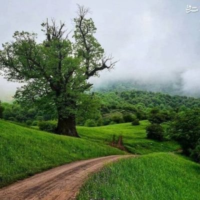 mustafa44466's profile picture. 