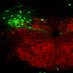 TrappLab (@trapp_lab) Twitter profile photo TrappLab (@trapp_lab) Twitter profile photo