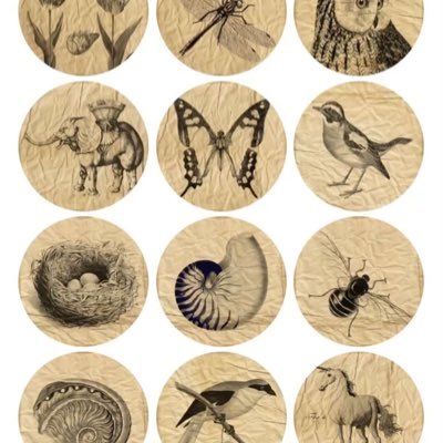 scientistrehaf's profile picture. 🪼🐘🧬🔬