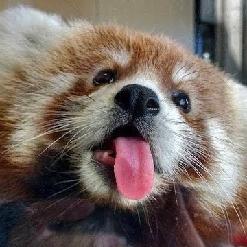 Ironman that is terrible at the games OSRS: Basey | Scuff Unit RS3: Basy | Red Panda Kingdom