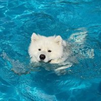 té (slowสุดๆ) (@latte_thedog) 's Twitter Profile