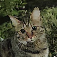 猫爺 (@nekojijii42630) Twitter profile photo