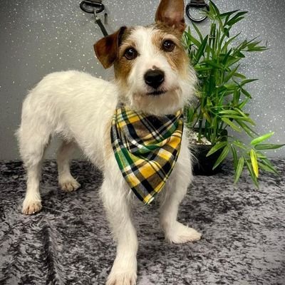 andrewjwalker11's profile picture. YCCC Member. Ex League  Cricketer. 🐶⚒   @Headingley 81,19 & 23🏌️🏇🎱🎯🏉 &   80's 🎶 Music. JRT Owner