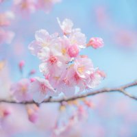 ちさきꕤ🏷回ってる (@chisaki___1217) 's Twitter Profile Photo ちさきꕤ🏷回ってる (@chisaki___1217) 's Twitter Profile Photo