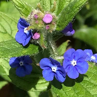 VoiceNervous's profile picture. Just needed to have a voice ✡️ , 🎗️