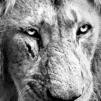 Jeetu (@jeetufx) 's Twitter Profile