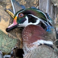 Ross Calderone (@rcal34) 's Twitter Profile