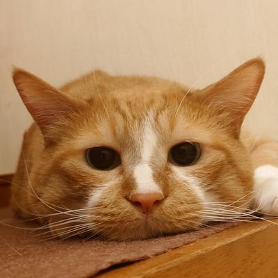 あらたさんのプロフィール画像