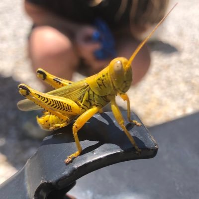 yellowgrasshopy's profile picture. 