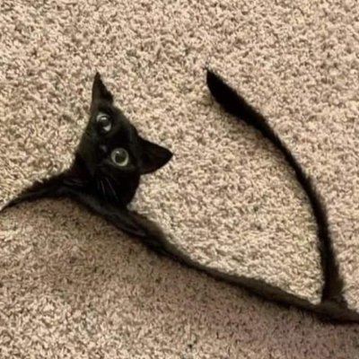 Draksten's profile picture. peanut brain crypto degen