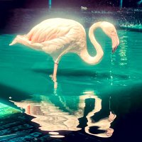 Şüheda (@suhedaatvl) 's Twitter Profile Photo