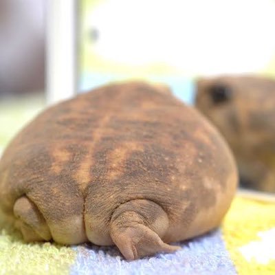 🦈なぎのすけ🦈さんのプロフィール画像