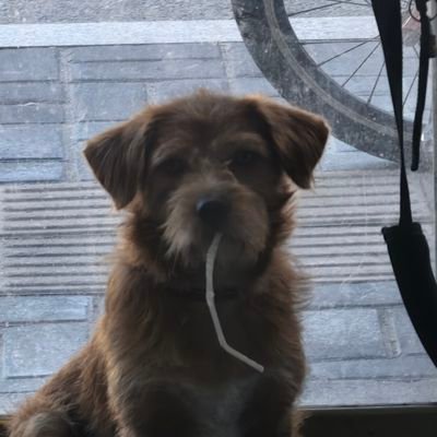 zhuoweiping's profile picture. 