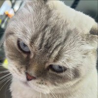 ออมอ | immiinq 💫 (@immiinq) 's Twitter Profile Photo ออมอ | immiinq 💫 (@immiinq) 's Twitter Profile Photo