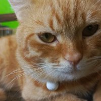 kocing🐈 (@kembarkln) 's Twitter Profile Photo kocing🐈 (@kembarkln) 's Twitter Profile Photo
