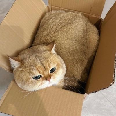 Amar_Sapam12's profile picture. Meitei / North East India / Para-Veterinarian / ♥ for Animals /Freelancer / Translation Services