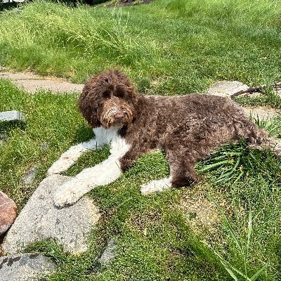 BecccaDing's profile picture. 