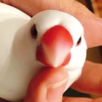 白文鳥のなぎ (@kotori0418) 's Twitter Profile
