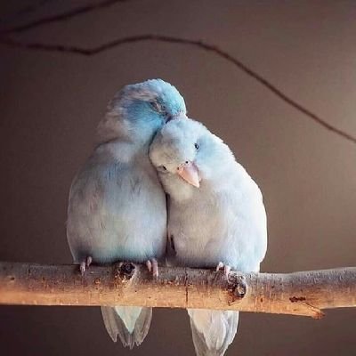 aldwsry933191's profile picture. تشاءُ يا عبدي ، و أنا اشاء
فـ إذا رضيتَ بما اشاء ، أعطيتُك ما تشاء💙