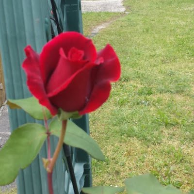 We14890Werner's profile picture. 