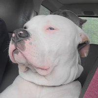 FAFO The First (@fafothefirst) 's Twitter Profile Photo FAFO The First (@fafothefirst) 's Twitter Profile Photo