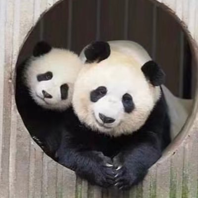 jiasheng_cxx's profile picture. work experience of C++, CMake,   use Rust, Linux, Vim when I'm bored