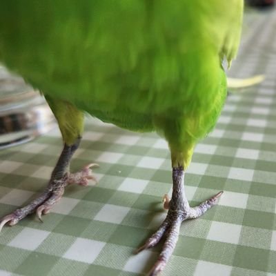 AZ33990289's profile picture. レッドイーグルス北海道・鳥・とまチョップ・ホッキ貝。どれもこよなく愛してる🐣
アイスホッケー最高！🏒