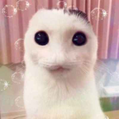 RobbosPriv's profile picture. req iyw i don’t mind. yap yap yap yap yap yap. main @Robbo824